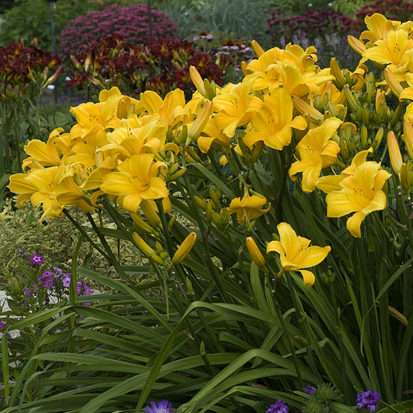 hemerocallis-buttered-popcorn-daylily