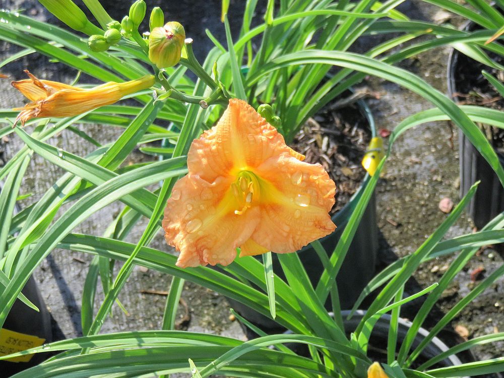 hemerocallis-butterscotch-ruffles-daylily
