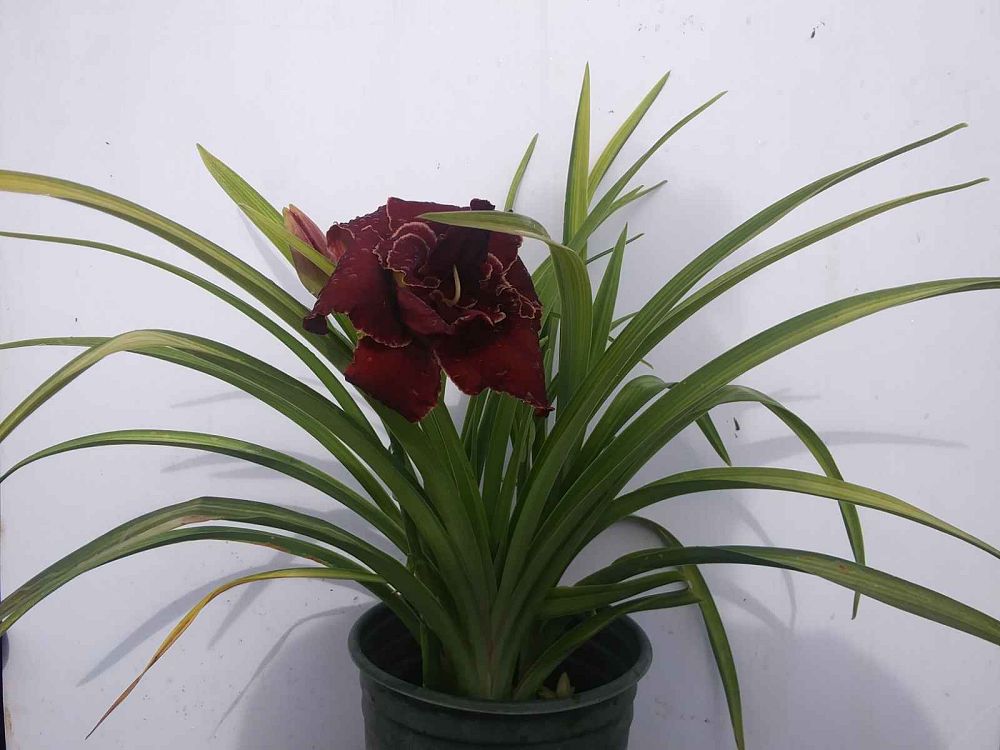 hemerocallis-cherokee-princess-daylily
