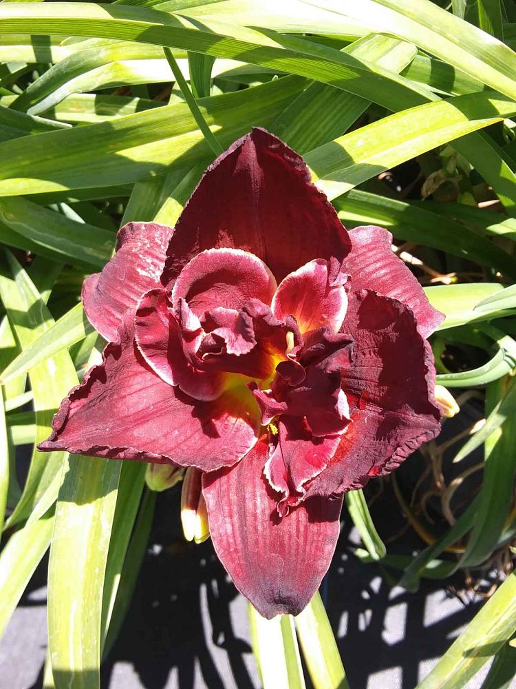 hemerocallis-cherokee-princess-daylily