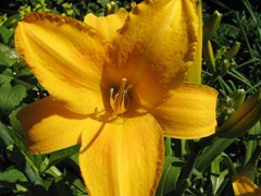 hemerocallis-chicago-sunrise-daylily