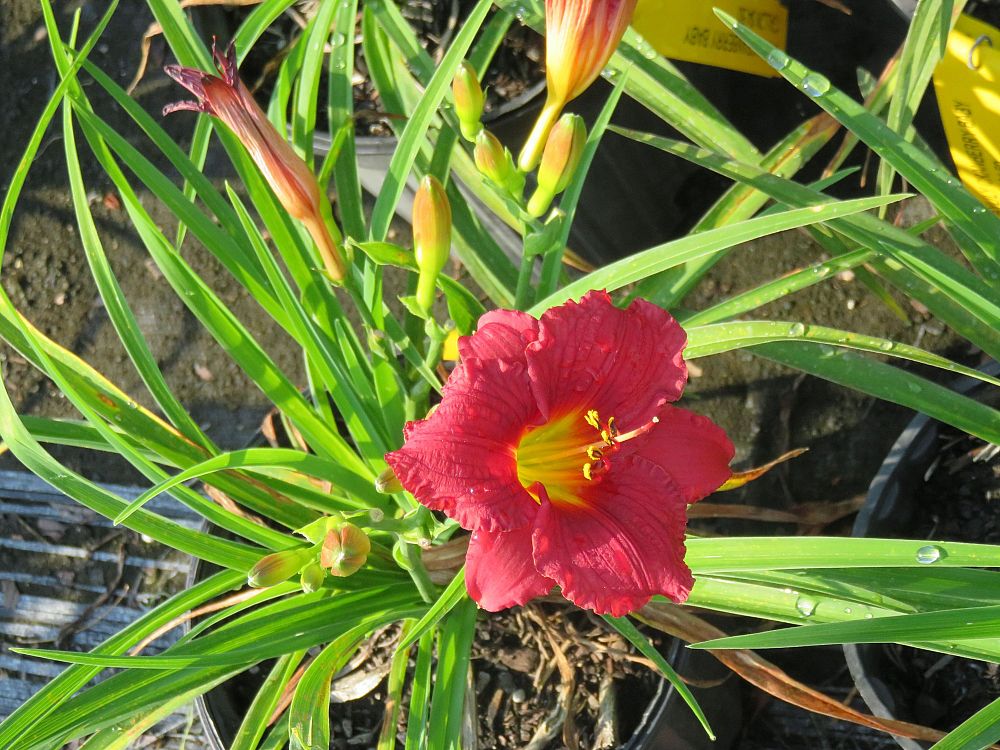 hemerocallis-cranberry-baby-daylily