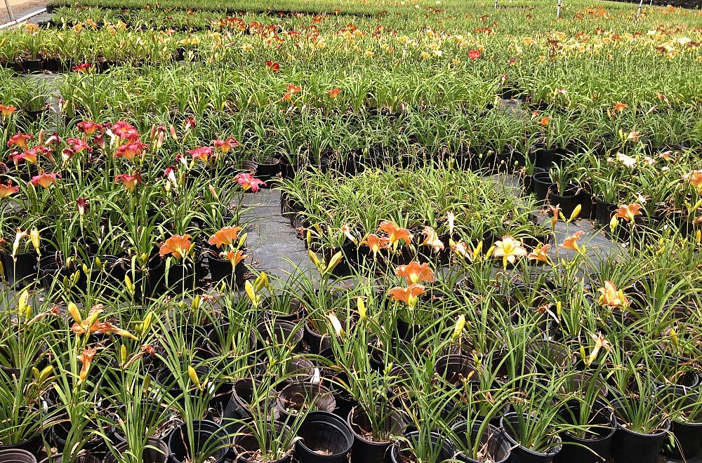 hemerocallis-daylily