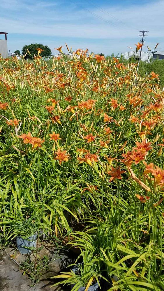 hemerocallis-daylily