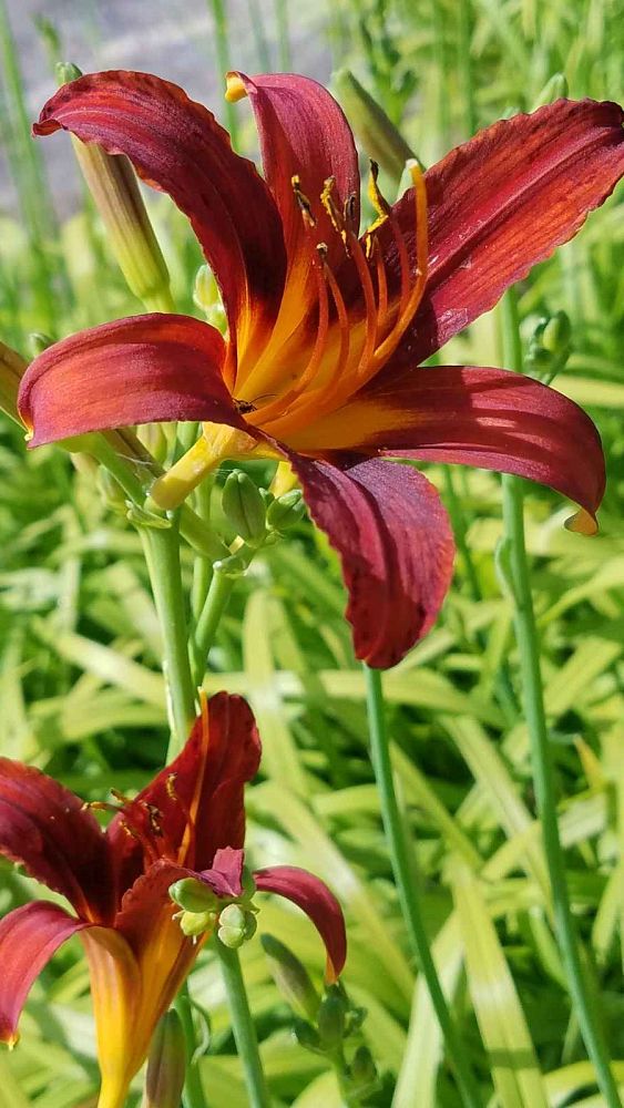 hemerocallis-daylily