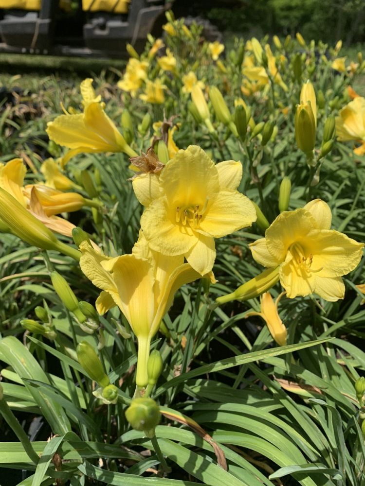 hemerocallis-daylily