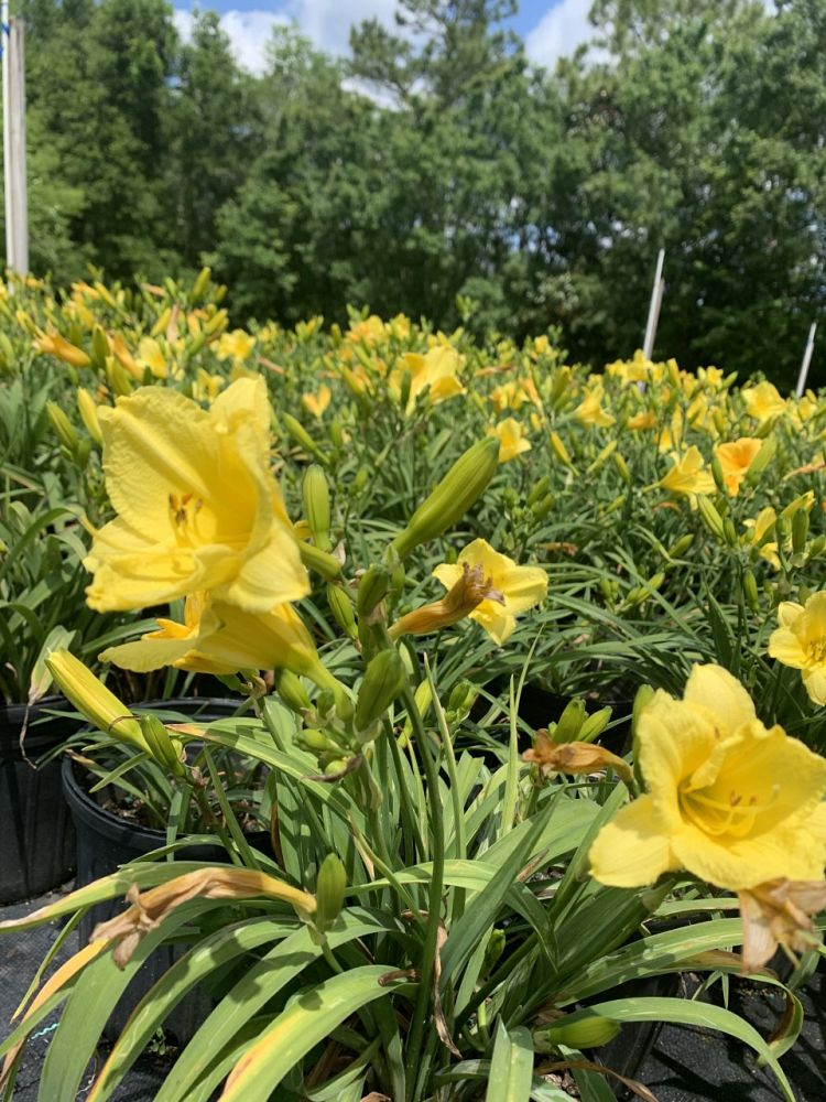 hemerocallis-daylily