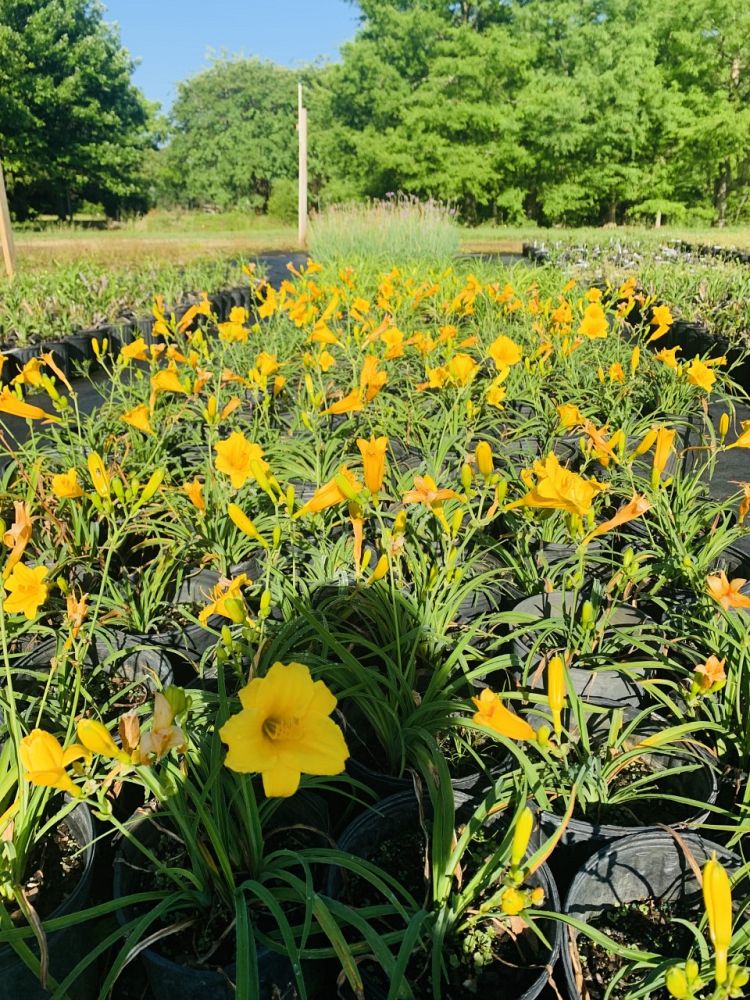 hemerocallis-daylily