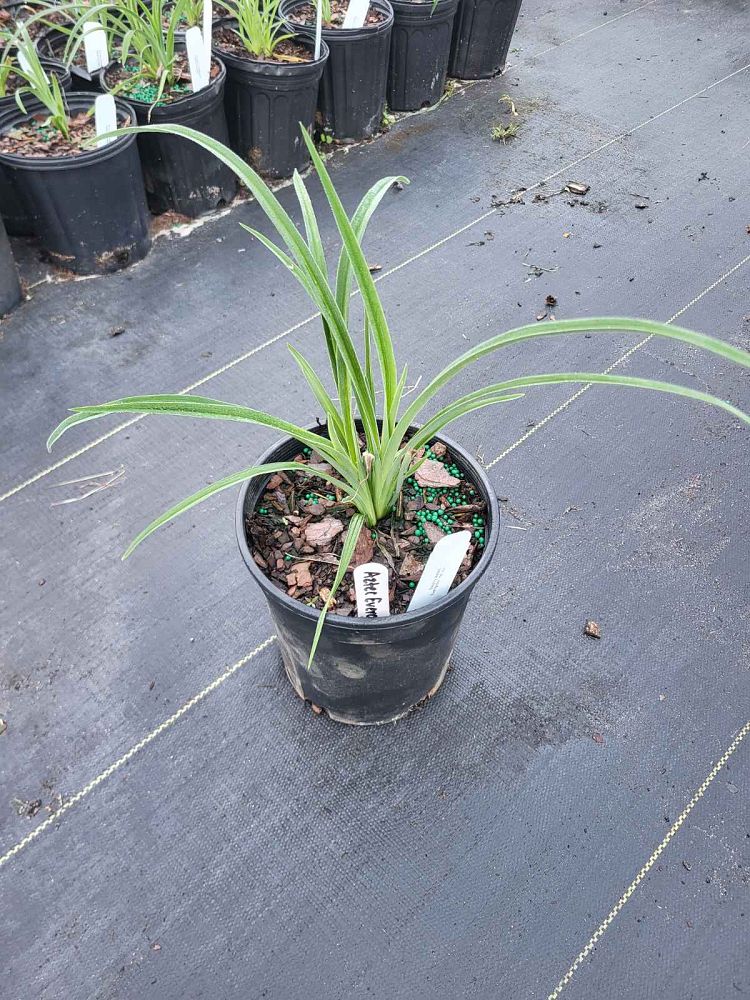 hemerocallis-daylily