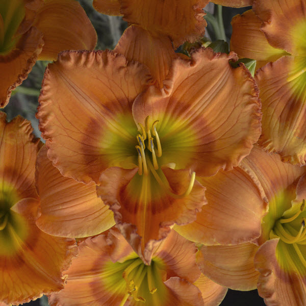 hemerocallis-earlybird-oriole-daylily-centerton-one-pp24129