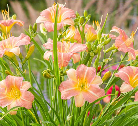 hemerocallis-everydaylily-pink-cream-pink-cream-everydaylily-daylily
