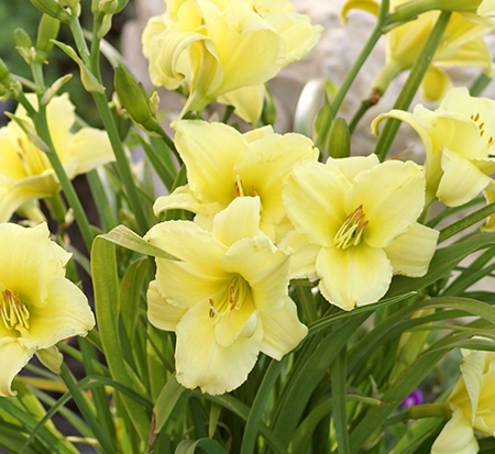 hemerocallis-fragrant-returns-daylily