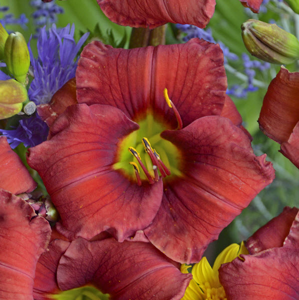 hemerocallis-funny-valentine-daylily