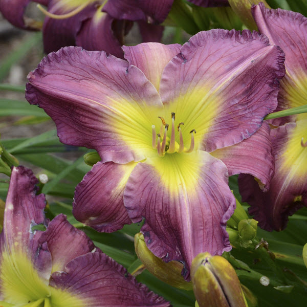 hemerocallis-garden-show-daylily