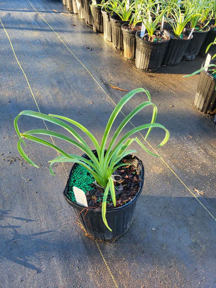 hemerocallis-gertrude-condon-daylily