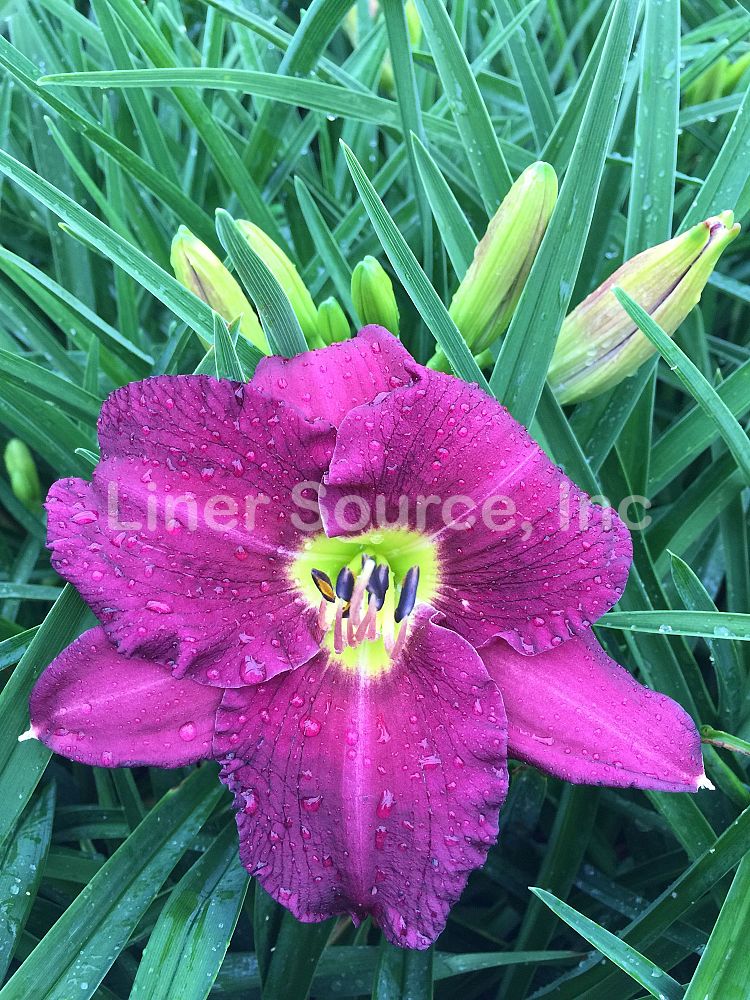 hemerocallis-grape-ripples-daylily