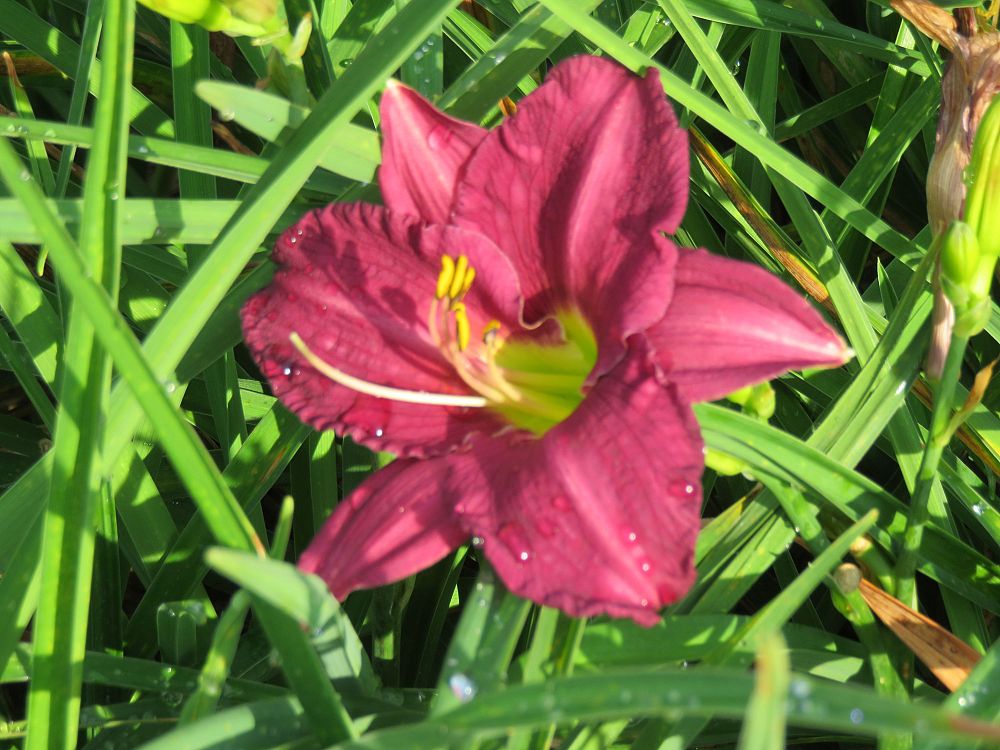 hemerocallis-grape-ripples-daylily