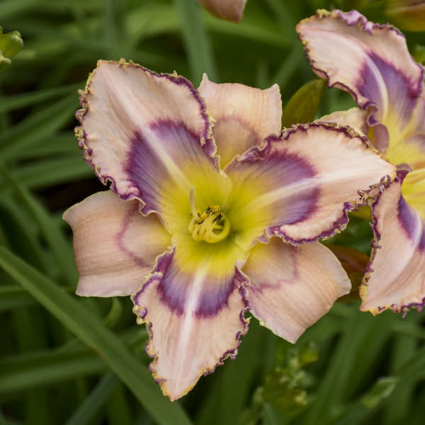 hemerocallis-hand-writing-on-the-wall-daylily