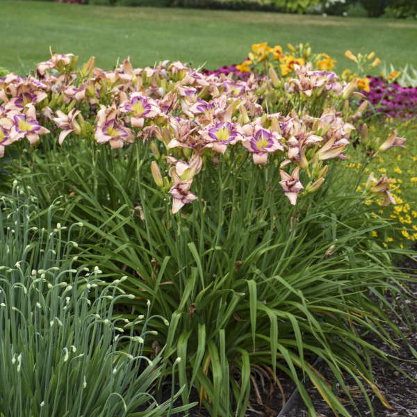 hemerocallis-hand-writing-on-the-wall-daylily