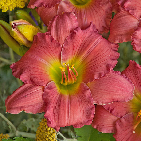 hemerocallis-happy-ever-appster-passionate-returns-daylily