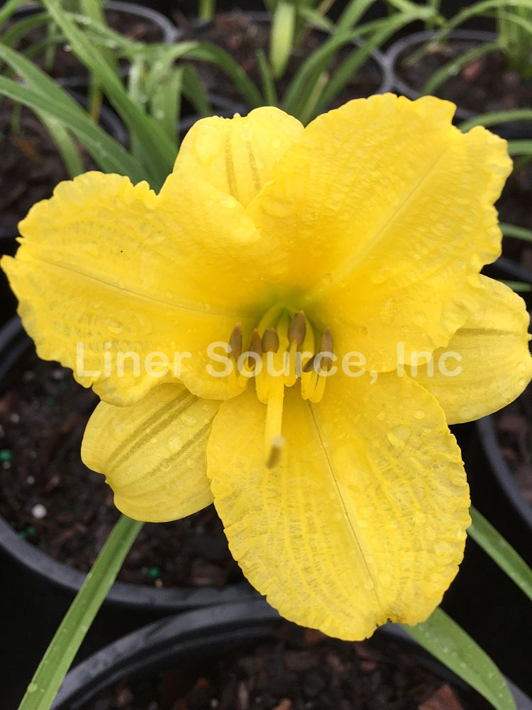 hemerocallis-happy-returns-daylily