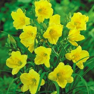 hemerocallis-happy-returns-daylily