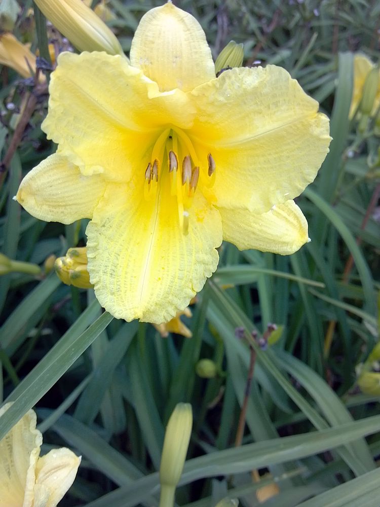 hemerocallis-happy-returns-daylily