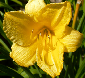 hemerocallis-happy-returns-daylily