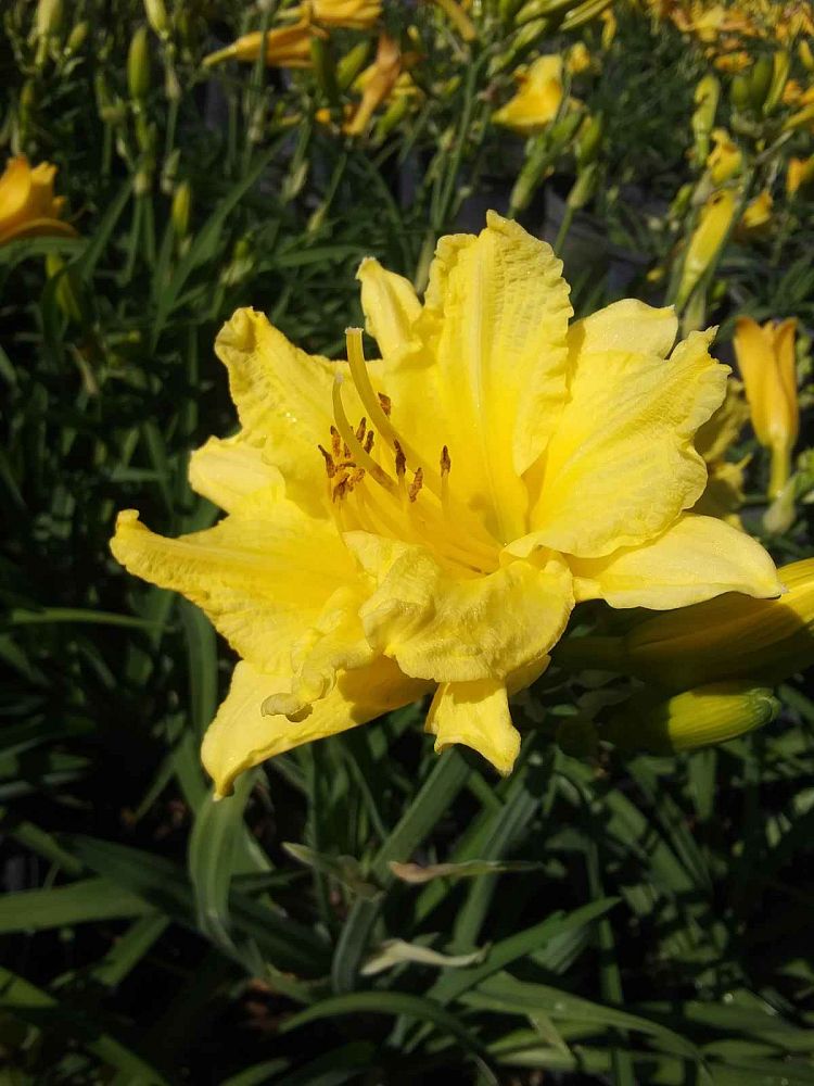 hemerocallis-happy-returns-daylily