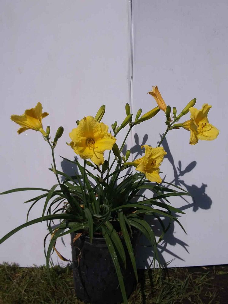 hemerocallis-happy-returns-daylily