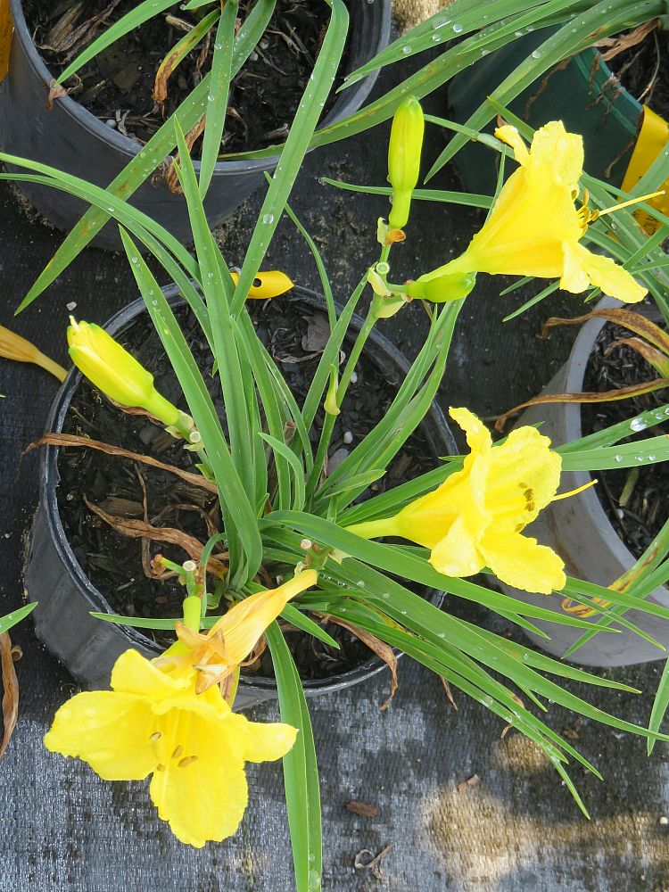 hemerocallis-happy-returns-daylily