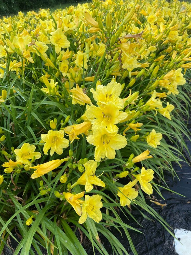 hemerocallis-happy-returns-daylily