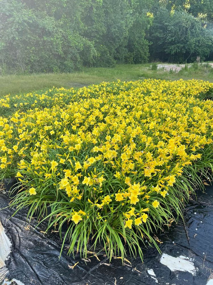 hemerocallis-happy-returns-daylily