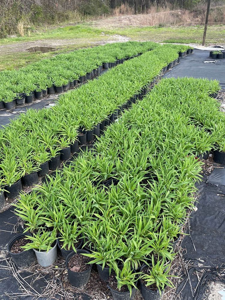 hemerocallis-happy-returns-daylily