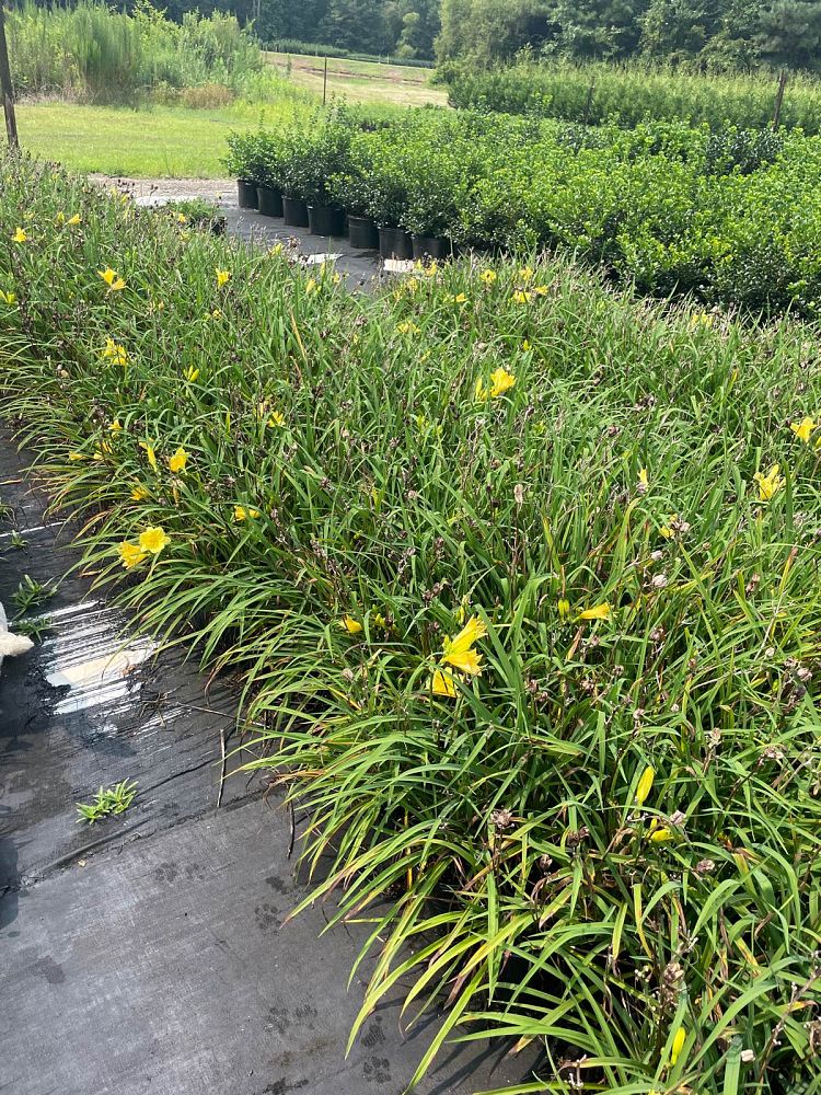 hemerocallis-happy-returns-daylily