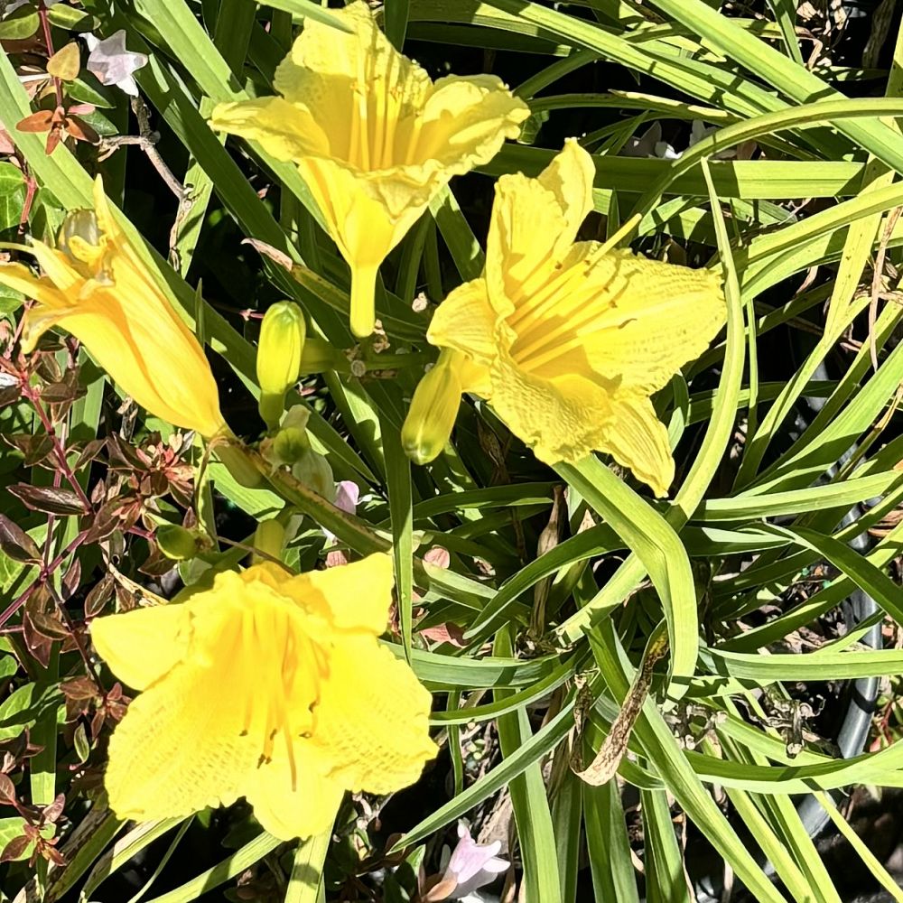 hemerocallis-happy-returns-daylily
