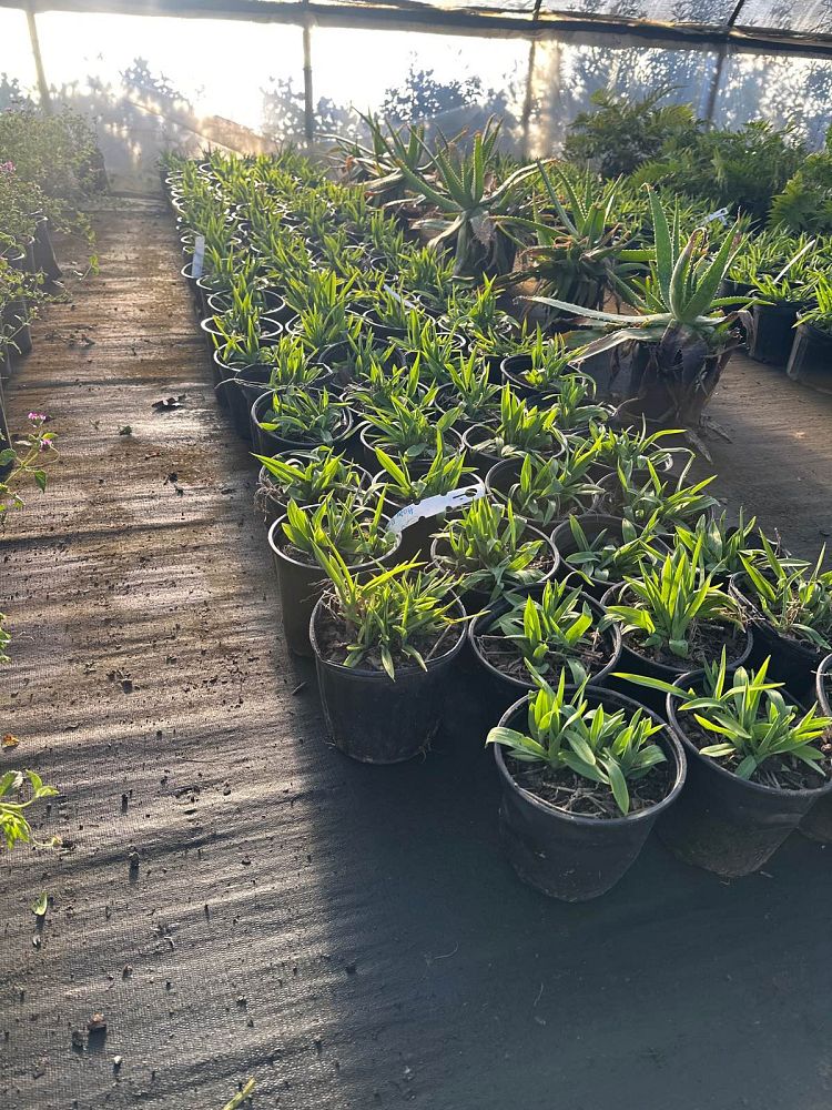 hemerocallis-happy-returns-daylily