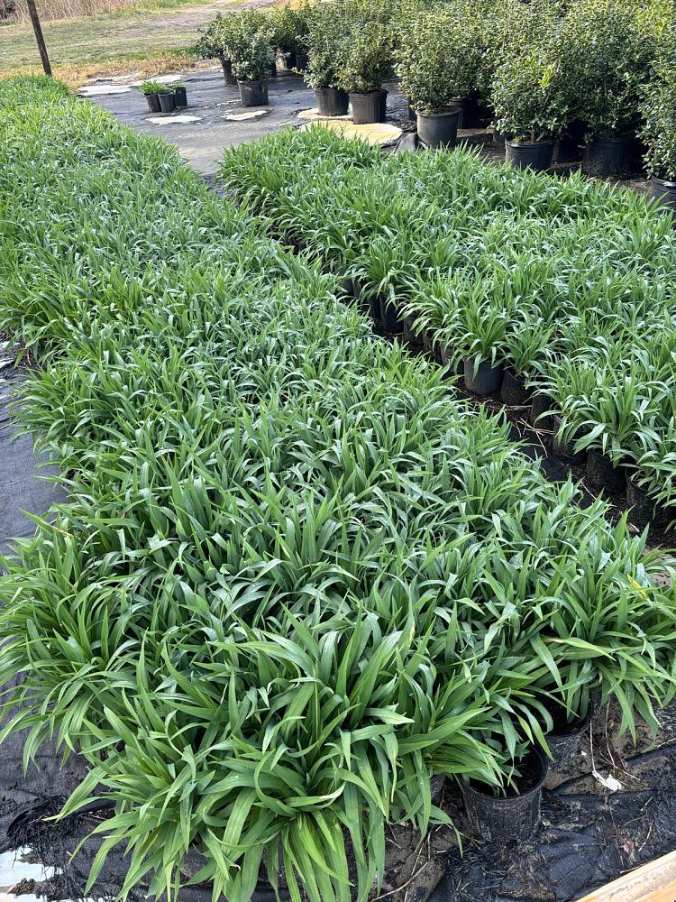 hemerocallis-happy-returns-daylily