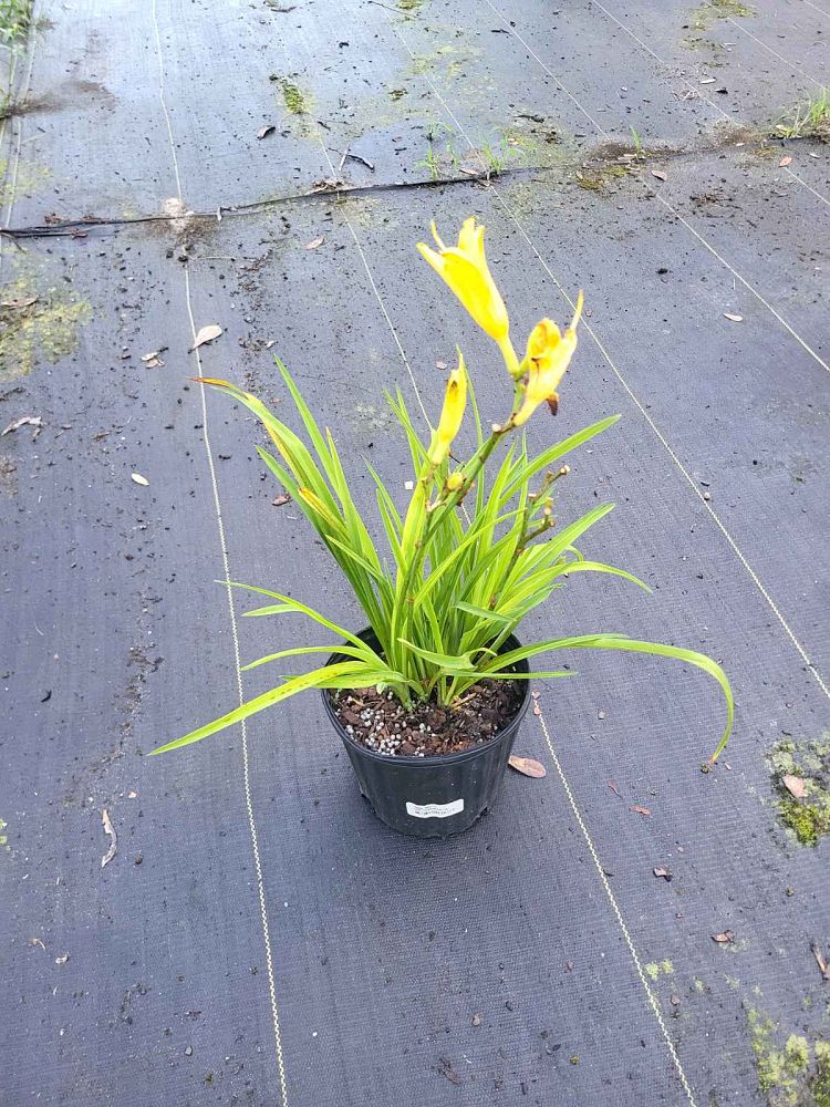 hemerocallis-happy-returns-daylily