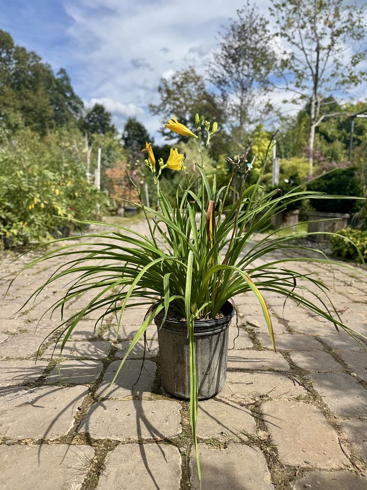 hemerocallis-happy-returns-daylily