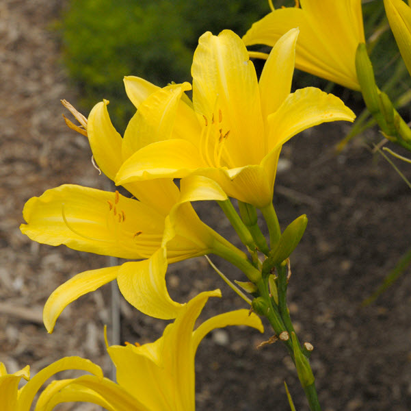 hemerocallis-hyperion-daylily