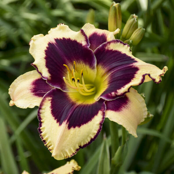 hemerocallis-inkheart