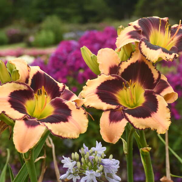 hemerocallis-inkheart