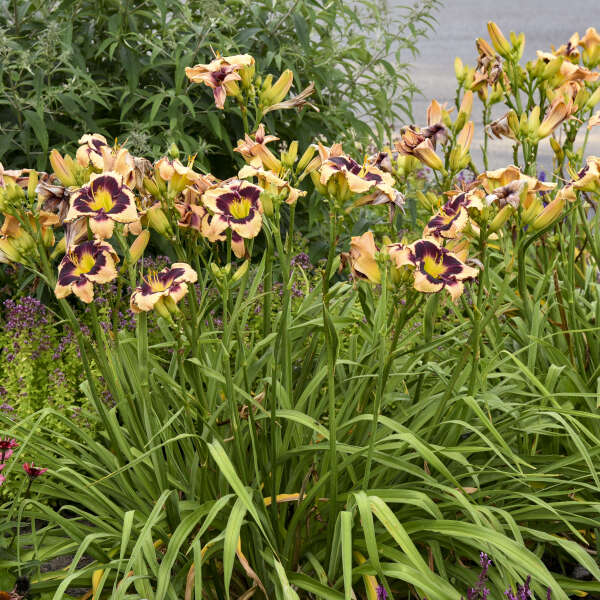 hemerocallis-inkheart
