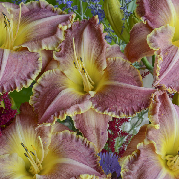 hemerocallis-judy-judy-daylily