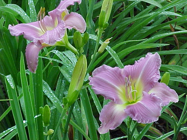 hemerocallis-lavender-dew-daylily