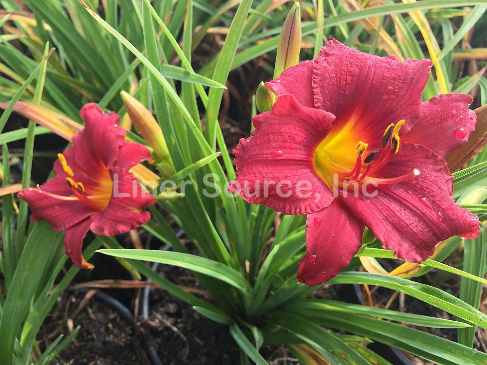 hemerocallis-little-business-daylily