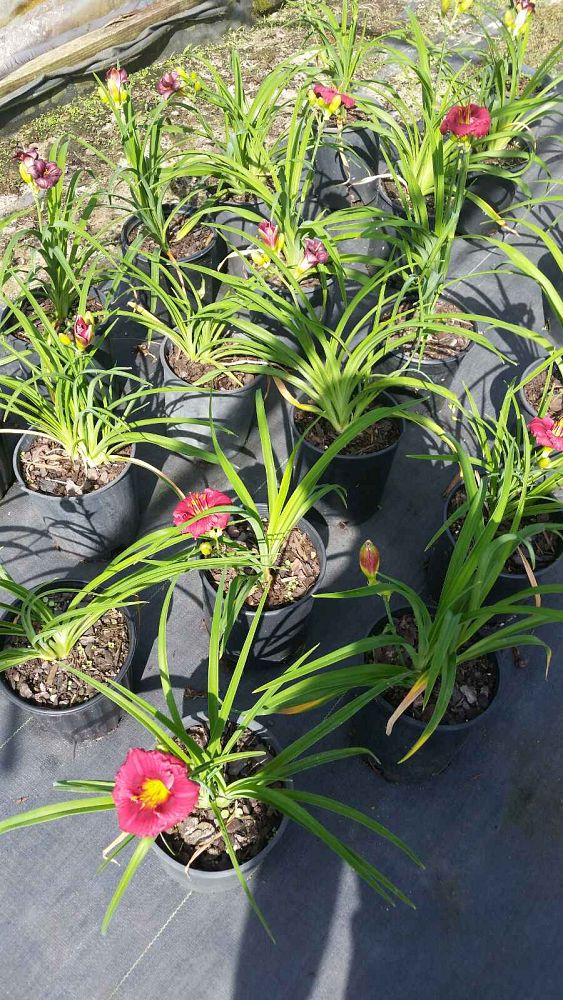 hemerocallis-little-business-daylily