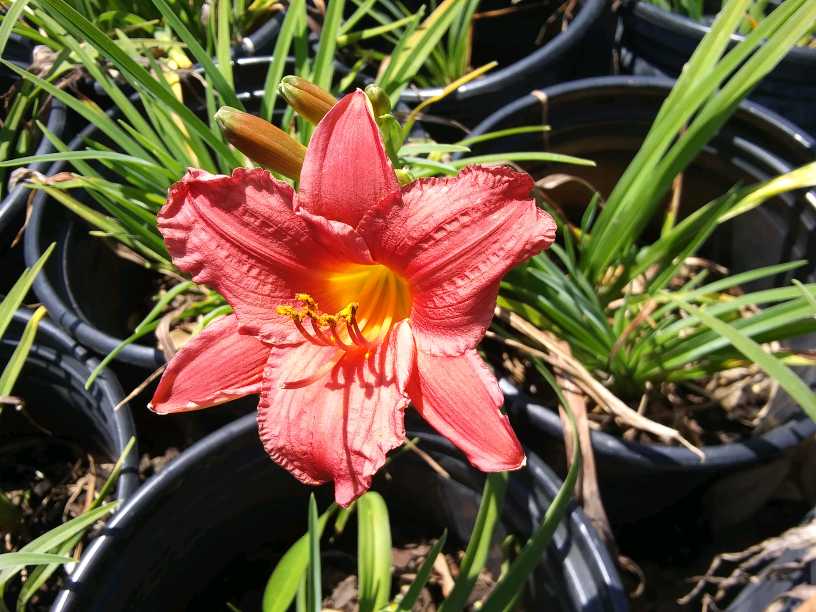 hemerocallis-little-business-daylily