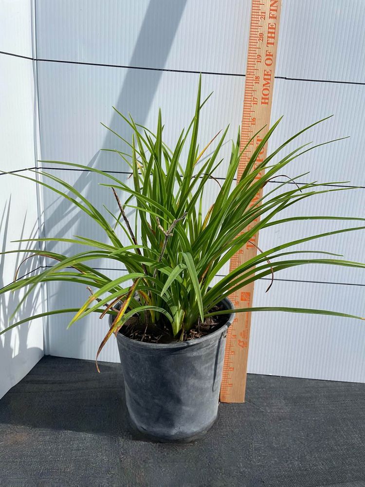 hemerocallis-little-business-daylily